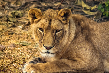 Fototapeta na wymiar Lioness in Mood