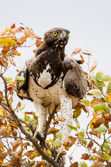 Martial Eagle in Kruger National Park