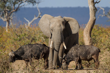 Elephant and Buffalo Kruger National Park