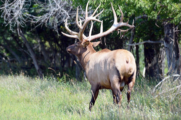 elk in woods