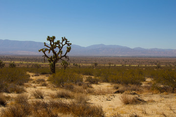 Obraz premium Desert Views