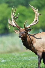  close look of a make elk