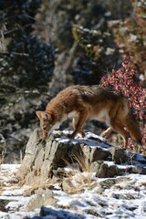 red fox on rocks looking down for food