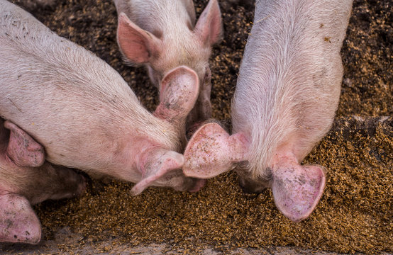 A close up of four baby piglets at a feed trough