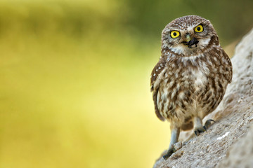 The little owl is with prey in beak on a beautiful background