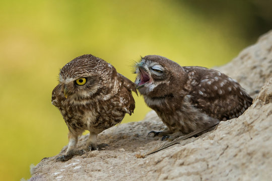 Two little owls sitting on a slope. Athene noctua
