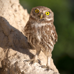 The little owl standing and looking at camera.