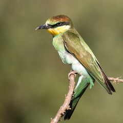 Young European bee-eater sitting on a branch