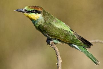 Young European bee-eater sitting on a branch