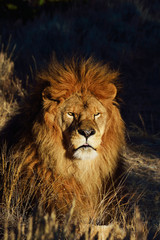 Fototapeta na wymiar lion watching you
