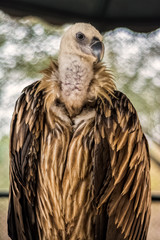 Vulture