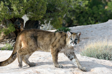Young mountain lion looking at you