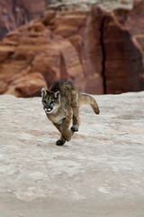 young mountain lion running on the rocks