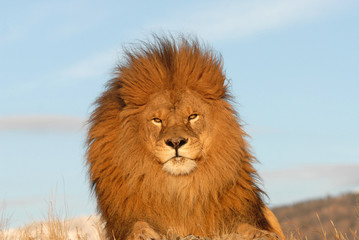 Fototapeta na wymiar lion just looking at you