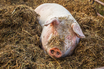 A close up of a large pig face wallowing in a pile of straw