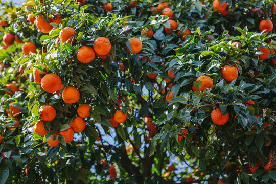 Orange tree on the Palatine Hill in Rome