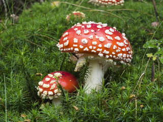 Zwei rote Fliegenpilze stehen im Moos.