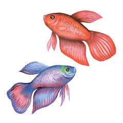 Exotic fish cockerel isolated on white background. Сockerel fish. Watercolor. Illustration. Template. Сlip-Art.