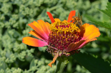 Zinnia flower