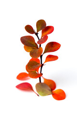 Red orange leaves on a tree on a white background