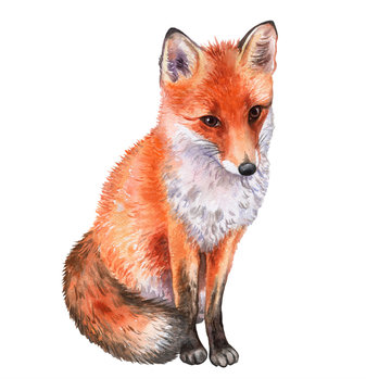 Fox isolated on white background. Watercolor. Illustration. Template. Picture.