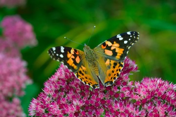 Flowers Butterflies and Bees Collection