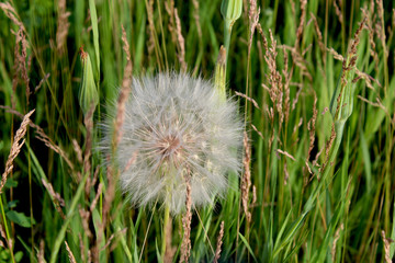 Goatsbeard Blossom