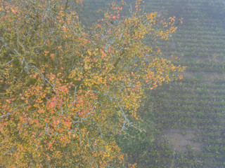 Aerial view of tree in fog