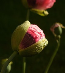 Poppy Bud