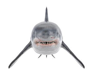 Obraz premium Great White Shark Isolated