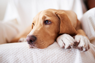 Dog resting on the sofa