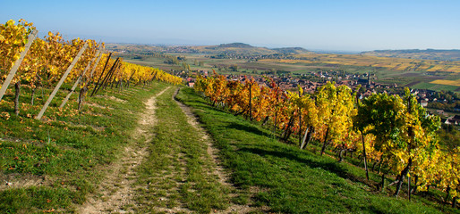 Weinbergweg oberhalb von Westhalten im Elsass