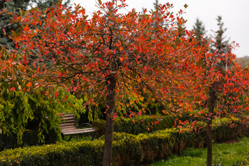 Colorful of the autumn in pedestrian walkway for exercise at public park