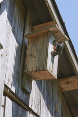 wooden birdhouse with its inhabitant starling