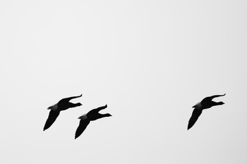 Brent Geese (Branta bernicla) in flight