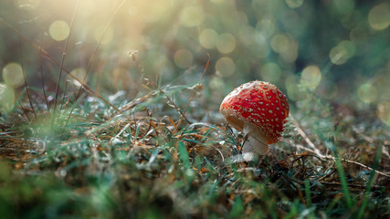 Red amanita in a grass 