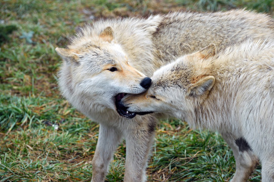 wolf telling other wolf to behave