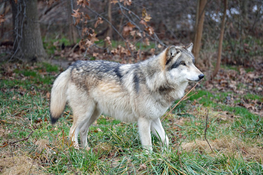 wolf walking in the wood