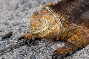Galapago land iguana (Conolophus subcristatus) on North Seymour Island, Galapagos. It is mainly herbivorous, altohugh known to eat insects or carrion