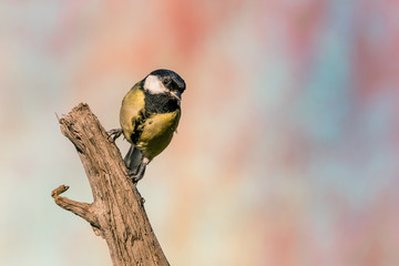 Obraz na płótnie Canvas Female great tit songbird perched on dry worn twig
