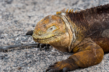 Galapago land iguana (Conolophus subcristatus) on North Seymour Island, Galapagos. It is mainly herbivorous, altohugh known to eat insects or carrion