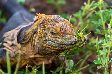 Galapago land iguana (Conolophus subcristatus) on North Seymour Island, Galapagos. It is mainly herbivorous, altohugh known to eat insects or carrion