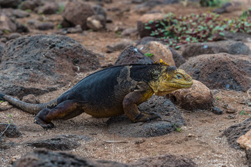 Galapago land iguana (Conolophus subcristatus) on North Seymour Island, Galapagos. It is mainly herbivorous, altohugh known to eat insects or carrion