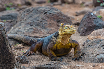 Galapago land iguana (Conolophus subcristatus) on North Seymour Island, Galapagos. It is mainly herbivorous, altohugh known to eat insects or carrion