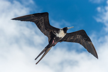 Great frigate bird in flight, Galapagos Islands - Powered by Adobe