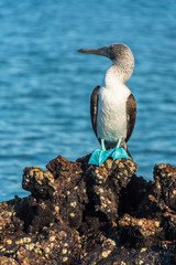 Fototapeta na wymiar Blue footed booby in Elizabeth Bay, Isabela Island, Galapagos. The intensity of the pigmentation of the feet is used by the female to pick the healthiest male for mating.
