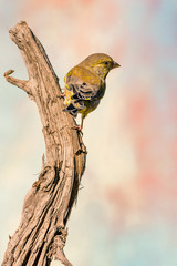 Single Greenfinch songbird perched on dry worn twig