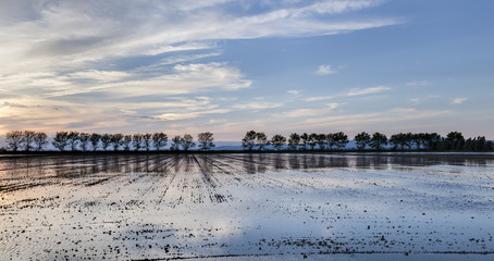 Fototapeta na wymiar Panorámica de un atardecer en un arrozal inundado con fila de árboles al fondo