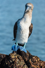 Blue footed booby in Elizabeth Bay, Isabela Island, Galapagos. The intensity of the pigmentation of the feet is used by the female to pick the healthiest male for mating.