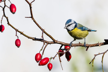 Small male blue-tit perched on rose hip twig with thorns